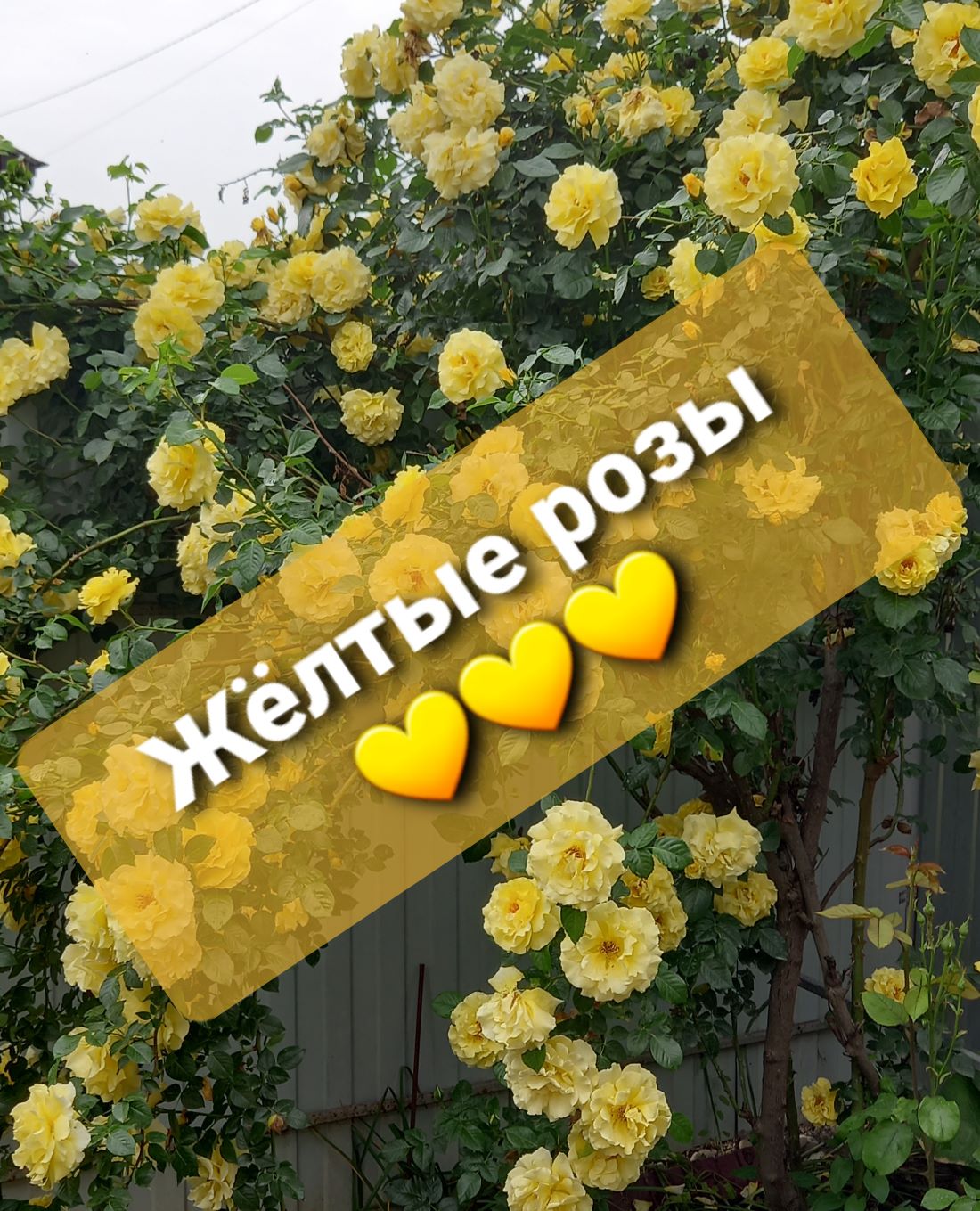 Жёлтые розы в моём саду