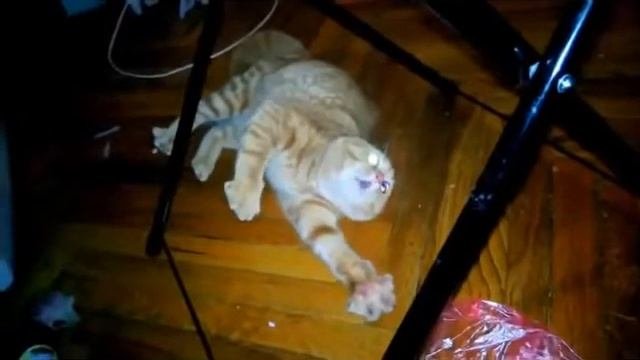 Прикольное видео с котами. Кошачьи ужасы. Прикольное видео.