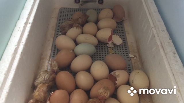 Секрет вывода Голошейных курочек от породистого петуха Кохенхина