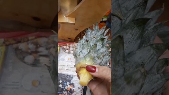 Ананас/укоренение