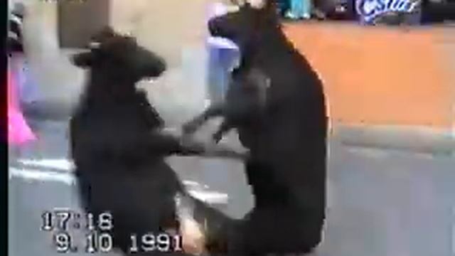 Таран быков
