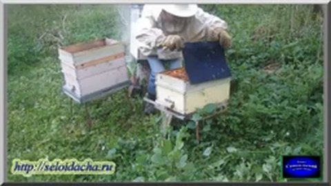 Работа на пасеке: пчелосемья расширена (видеоурок). Борьба с роением. Пчеловодство для начинающих