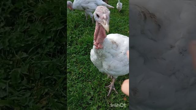 выпускаем куриц и не только