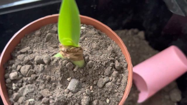 НЕУДАЧНО ОТЛОМАННЫЕ ДЕТКИ ГИППЕАСТРУМА, НЕ ОТЧАИВАЕМСЯ, ВЫСАЖИВАЕМ!