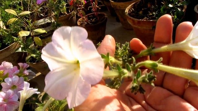 How To Collect Petunia Seeds? | Easy Way | Urdu/Hindi