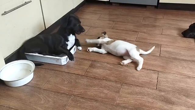 Как у нас собаки отдыхают на кухне