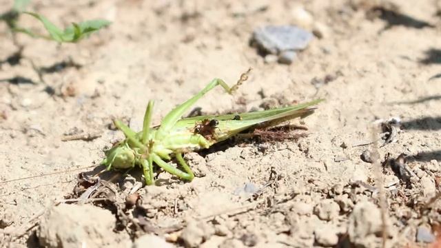 Canon EOS 100d macro video test with 18-55 mm IS STM lens