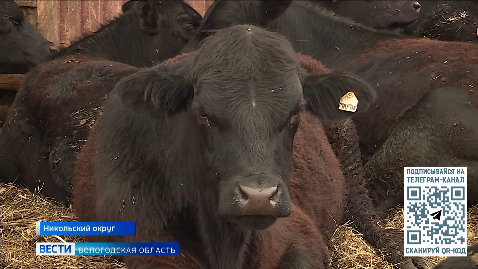Фермеры могут получить крупный грант на развитие собственного хозяйства в Вологодской области