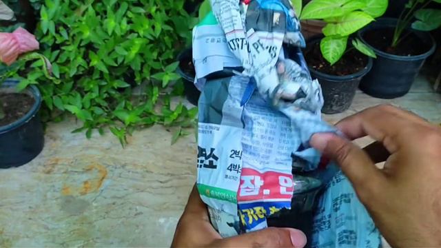 Unboxing of Syngonium Pink Splash @omersgarden7659
