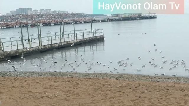 Чайки Чорний море побережье 2 част. Qora dengiz sohillari 2