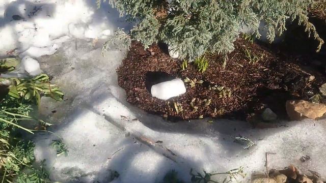 Садовый архив 20.03.2022. Открываю сезон и розы Текущие дела.