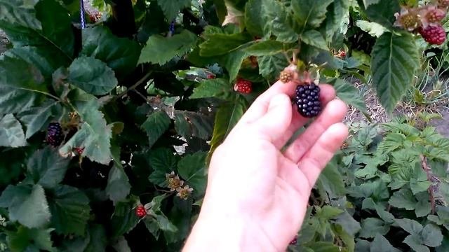 Поспела ежемалина Марионберри Марион