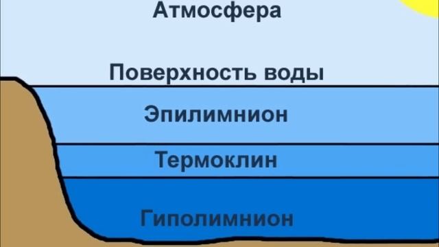 Почему один карась держится в нижнем слое воды, а другой в верхнем?