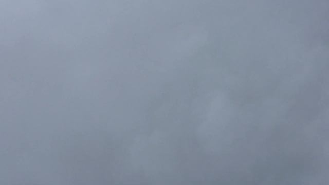#Pigeons.Гон голубей в туман.