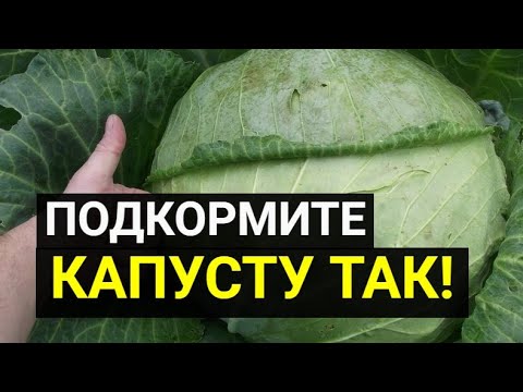 ПОСЛЕ ЭТОЙ ПОДКОРМКИ КАПУСТА ЗАВЯЖЕТ КРУПНЫЕ КОЧАНЫ И ОТРЕАГИРУЕТ МГНОВЕННЫМ РОСТОМ