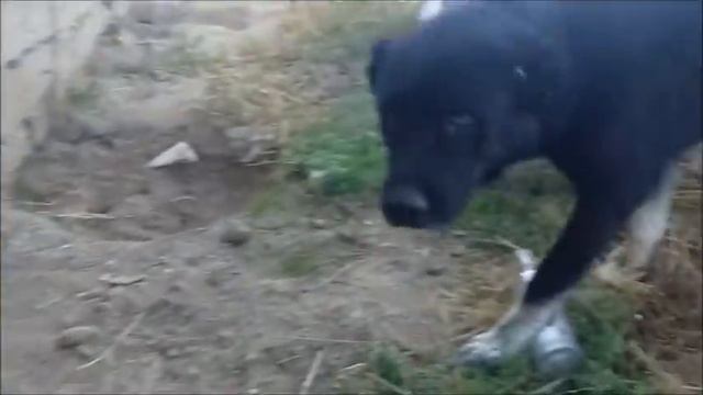 Одного котенка пристроила, белой собачке удалось сделать ещё один укол