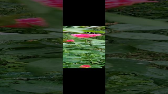 1000355109.mp4