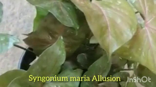 Syngonium Plant Varieties With Names