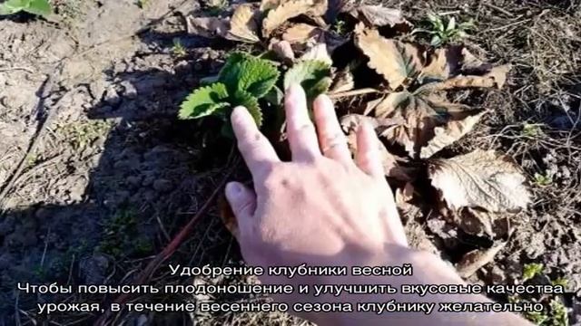Как ухаживать за клубникой весной: уборка, полив, подкормки и другие необходимые мероприятия