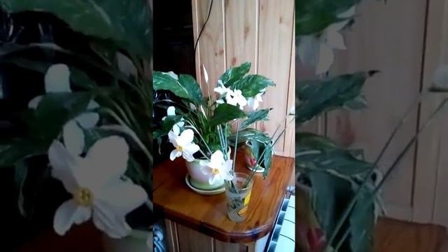 Дарю вам Нарциссы и желаю хорошего настроения