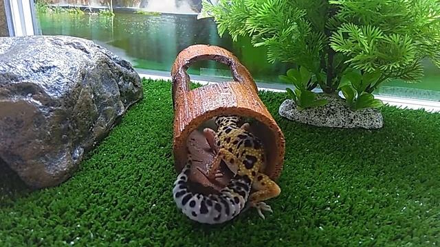 Странные телодвижения Пятнистого Эублефара / Eublepharis macularius