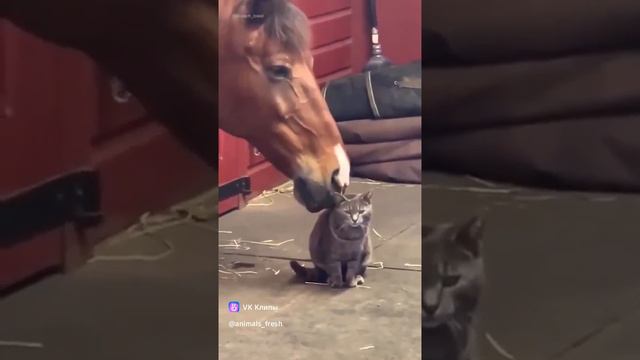 Это любовь! лошадь и кот #животные #кот #лошадь #лошадьикот