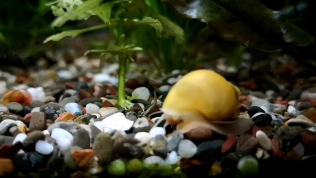 Улитка Ампулярия. Уход , кормление и разведение.