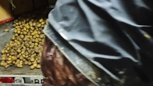 КАРТОФЕЛЬ НА ОТКОРМ БЫКОВ. ЦЕНА НА КАРТОШКУ. ОТКОРМ БЫКОВ.