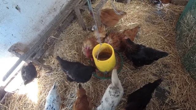 У нас новые цыплята