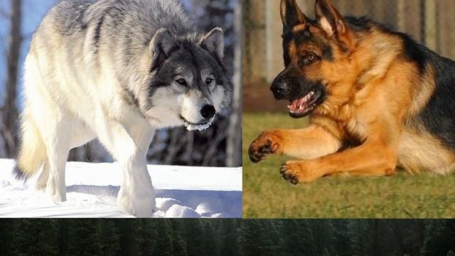 Серый волк против Немецкой овчарки Animals Battle
