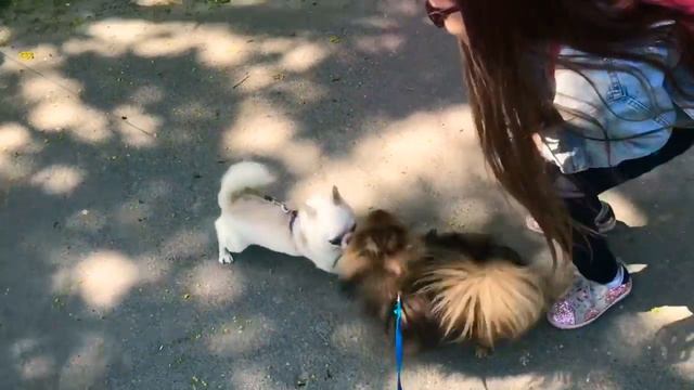 Женихи Бульки и наша Прогулка Ева БонБон и шпиц Булька Eva BonBon Spitz Bulka Eva Bonnie