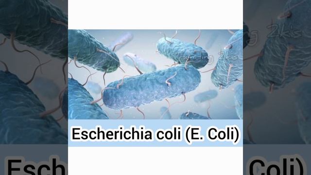 #Trending_2k's | 10 most dangerous antibiotic resistant bacteria | #Microbiology related E-Quiz ♥️