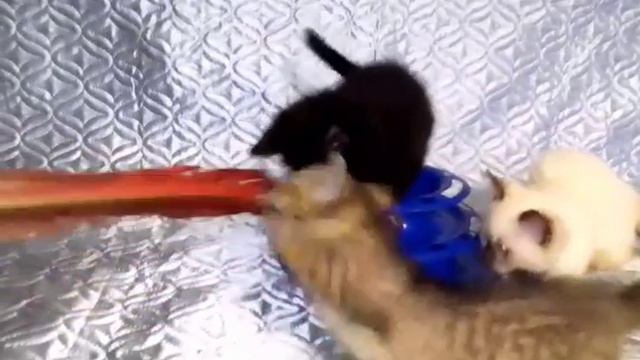 ИГРА С КОРОТКОЛАПЫМИ КОТЯТАМИ МАНЧКИН