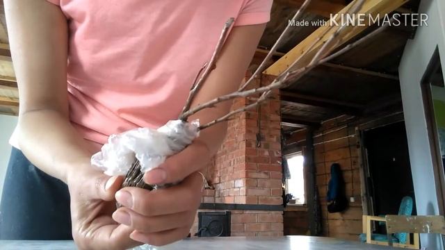 Черенкование Калина Бульдонеж, Сирень