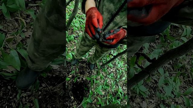 Не ожидали такой находки, проверяем сигнал металлоискателя в лесу, с лабрадором в поисках клада