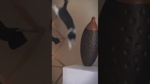 Cat pranks