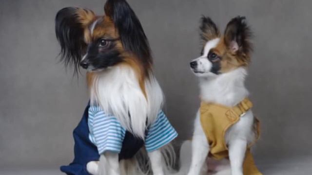 Диалог у елки