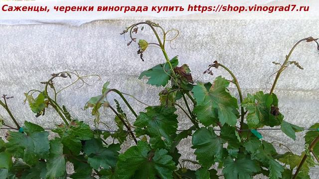 Ошибка при укрытиии винограда от весенних возвратных заморозков, не повторяйте эту ошибку. Пузенко