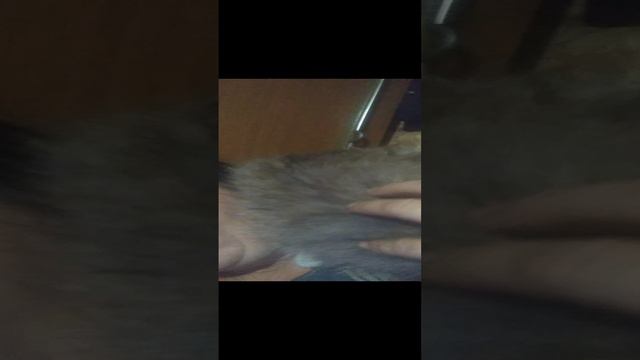 Наш кот Семён 😺