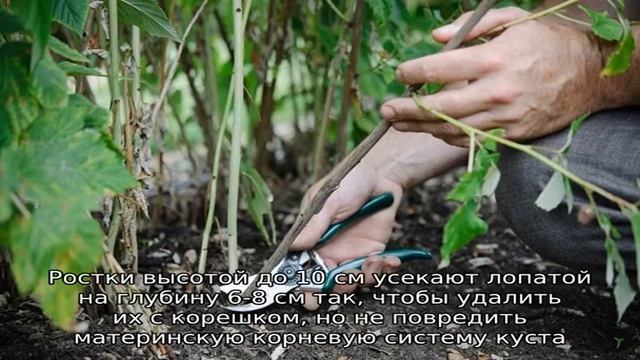 Простая и понятная инструкция по обрезке ремонтантной малины осенью для начинающих