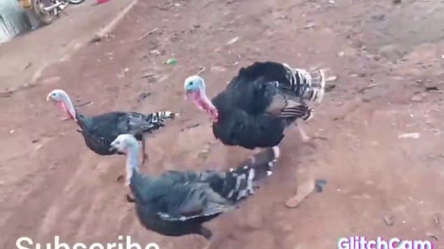 Turkey's hot fight for mating. #animalfightandkids #animalmating #turkey #turkeyhunting #turkeybird