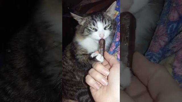 Кто сказал, что коты не любят сладкое??? )))