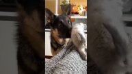 German Shepherd Befriends Kitten On Her First Day Home __ PETASTIC 🐾