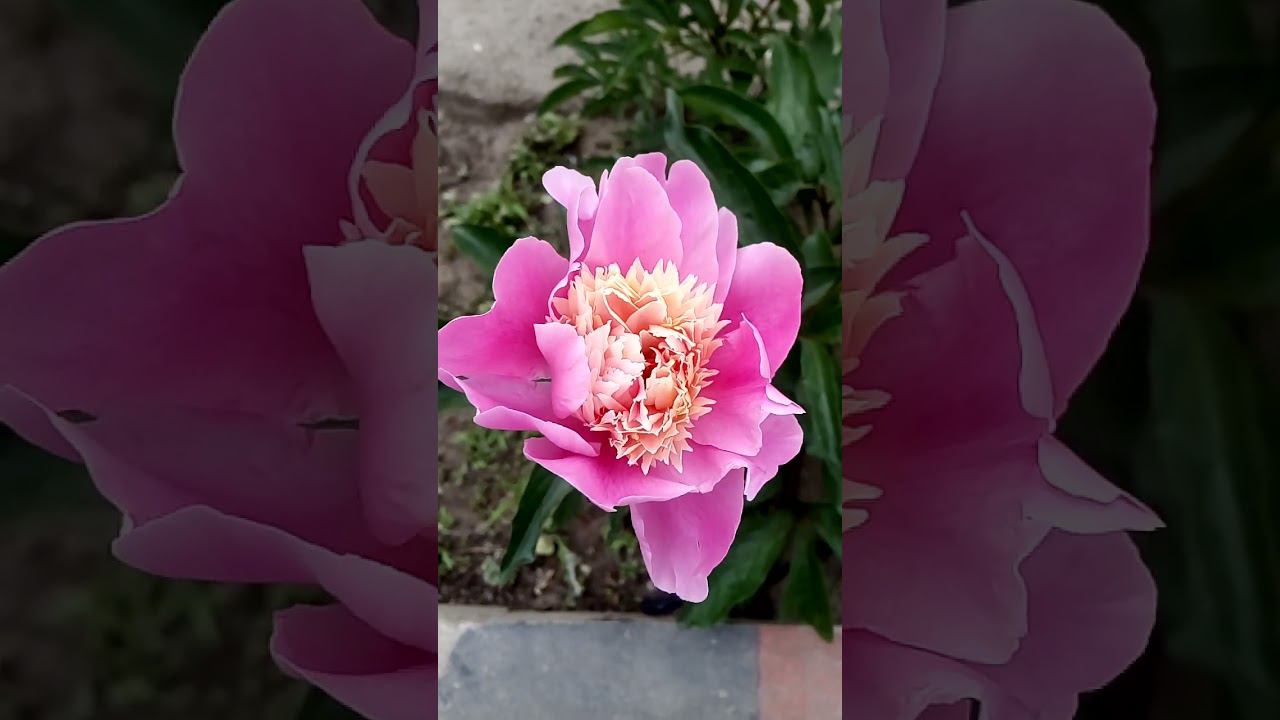 Interesting beautiful peony flower Интересный красивый цветок пиона 有趣美丽的牡丹花 興味深い美しい牡丹の花 흥미로운아름다운모란꽃