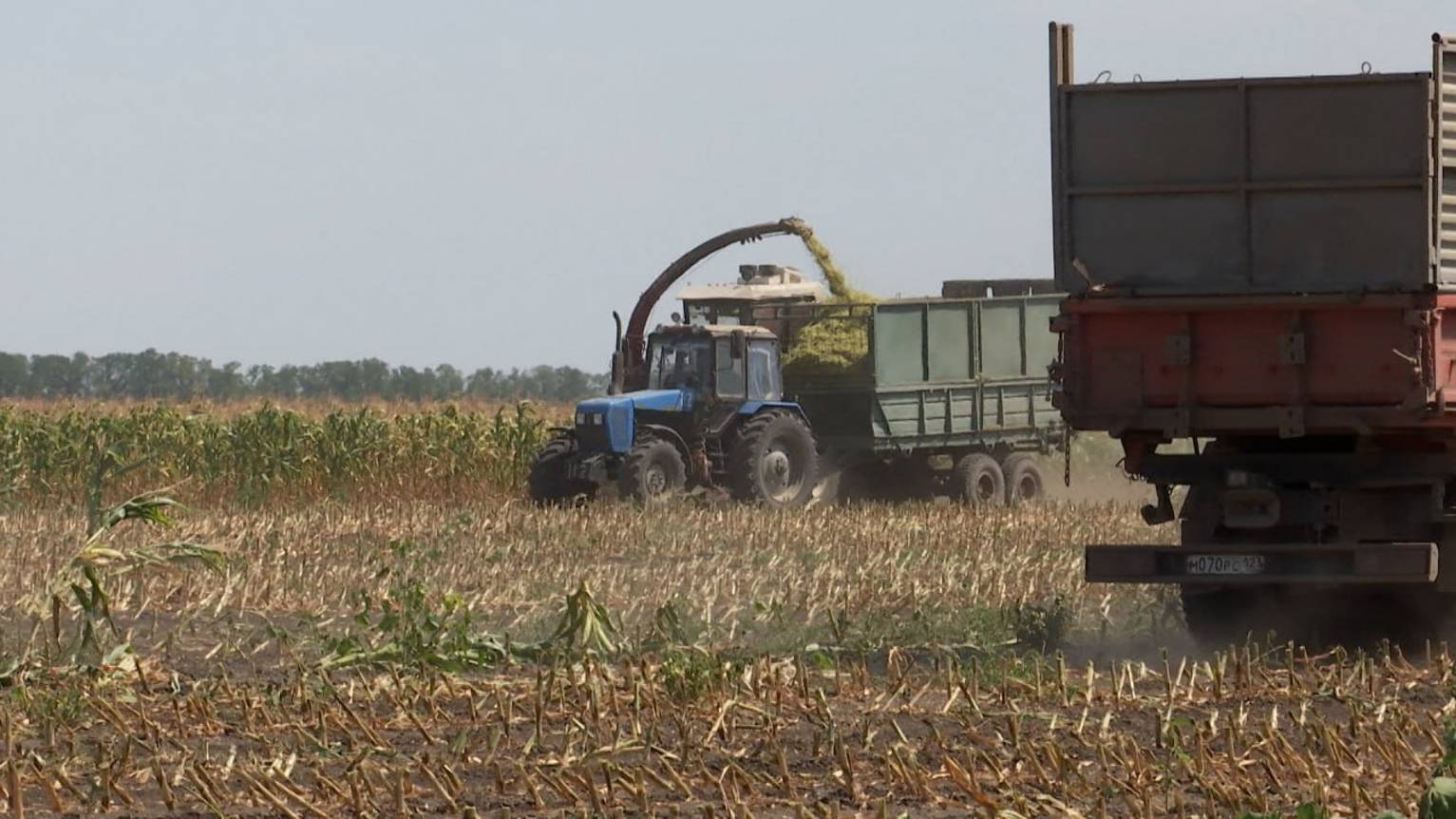 Аномальная жара на Кубани: как погода повлияла на работу аграриев?
