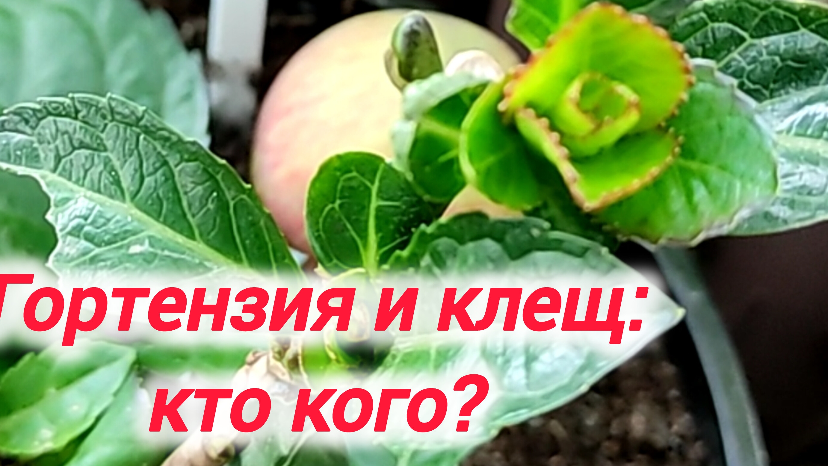 Гортензия и клещ. Кто кого?