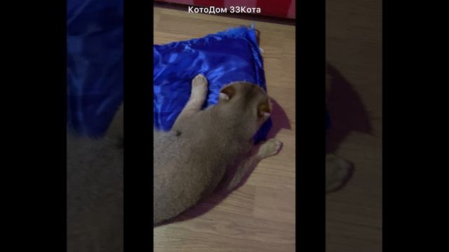 Симба - задира и Симба - скромняга подружились и играют вместе!
