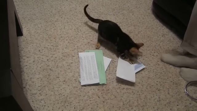 Koa: Marble Bengal Kitten Plays With Paper