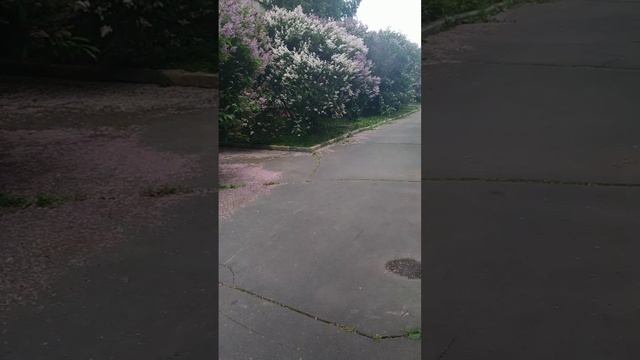 Сирень. Москва. Июнь 2023.
