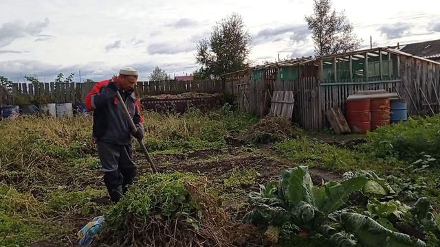 Зерно для курочек/ Копаем КАРТОШКУ/ НЕ ИЗМЕНЯЕМ ТРАДИЦИИ